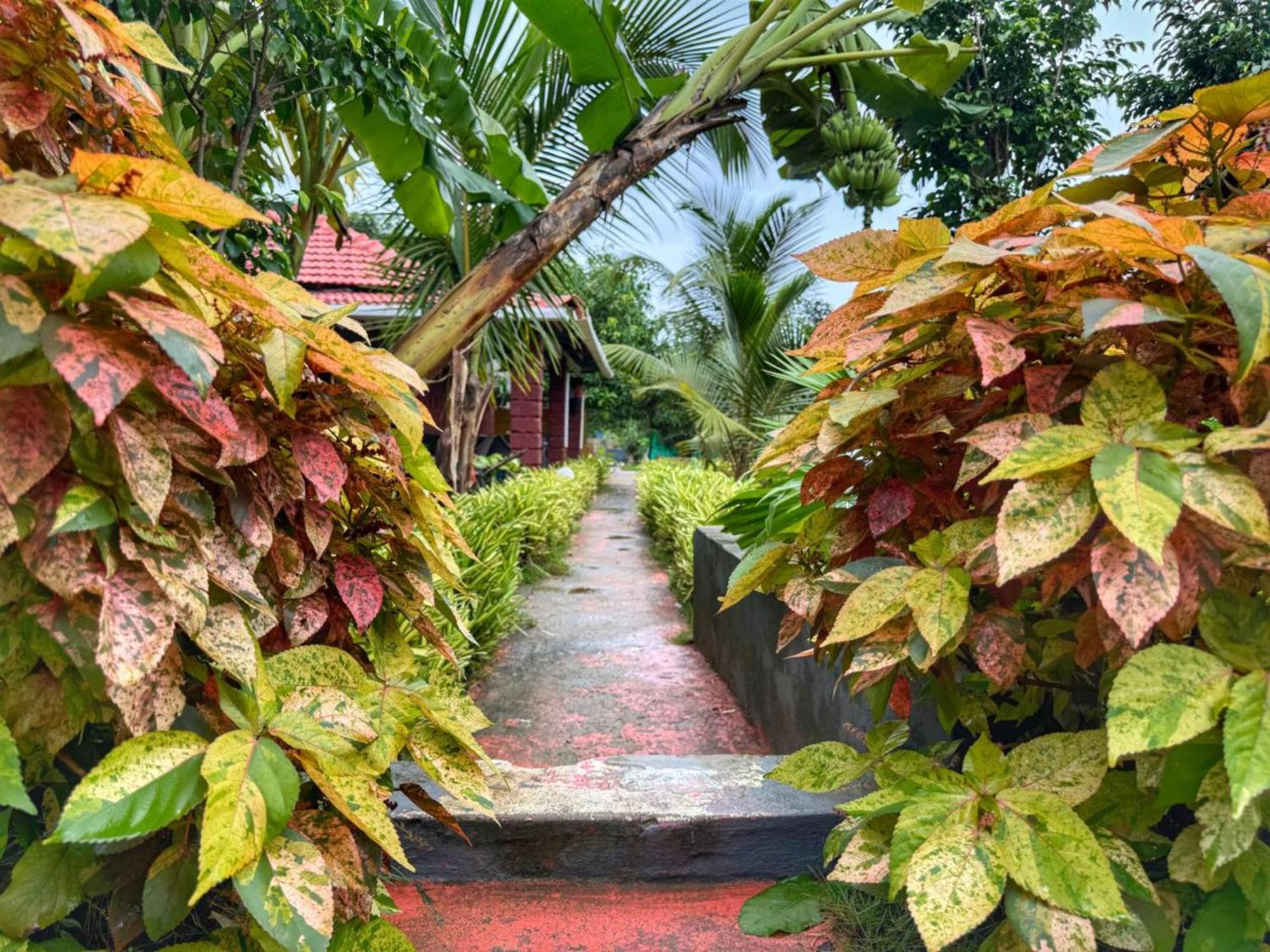 White Truffle Resort, Arambol Buitenkant foto